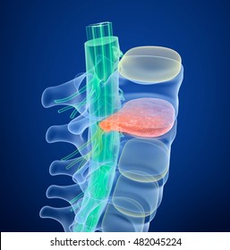 Spinal cord under pressure of bulging disc. Xray view. Medically accurate 3D illustration  