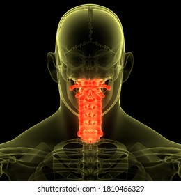 Spinal Cord Vertebral Column Cervical Vertebrae Stock Illustration Shutterstock