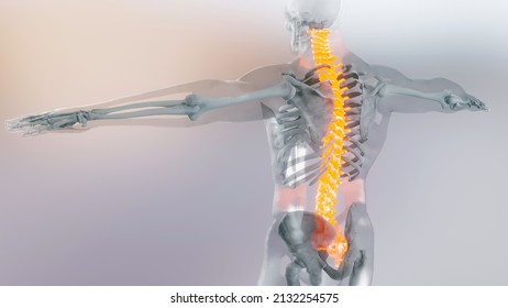 Spinal Cord Vertebral Column Cervical Vertebrae of Human Skeleton System Anatomy  Concept. Red on the backbone, medically accurate illustration of a painful spine, Male Hurt Backbone, 3D render
