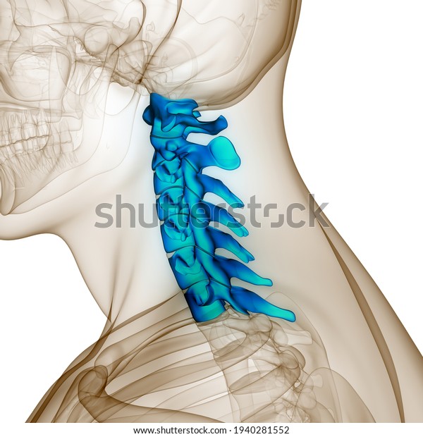 Spinal Cord Vertebral Column Cervical\
Vertebrae of Human Skeleton System Anatomy.\
3D