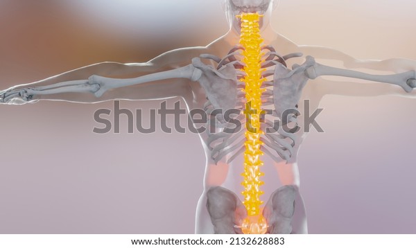 Spinal Cord Vertebral Column Cervical Vertebrae of\
Human Skeleton System Anatomy  Concept. Red on the backbone,\
medically accurate illustration of a painful spine, Male Hurt\
Backbone, 3D\
render