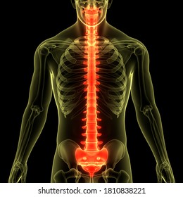 Spinal Cord Vertebral Column Human Skeleton Stock Illustration ...