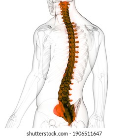 彎 脊柱 症 側 脊椎側彎治療