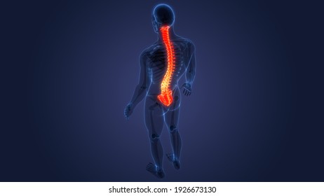 Spinal Cord Vertebral Column of Human Skeleton System Bone Joints Anatomy. 3D