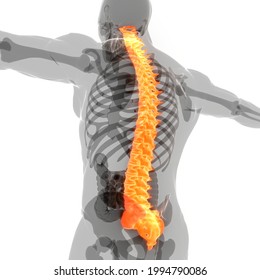 Spinal Cord Vertebral Column of Human Skeleton System Anatomy. 3D