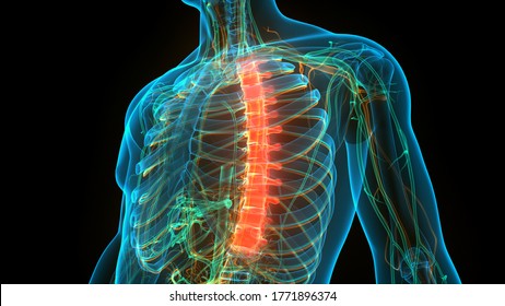 Spinal Cord Vertebral Column Thoracic Vertebrae Of Human Skeleton System Anatomy. 3D