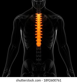 Spinal Cord Vertebral Column Thoracic Vertebrae Of Human Skeleton System Anatomy. 3D