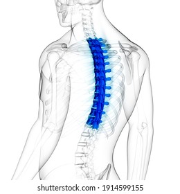 Spinal Cord Vertebral Column Thoracic Vertebrae Of Human Skeleton System Anatomy. 3D