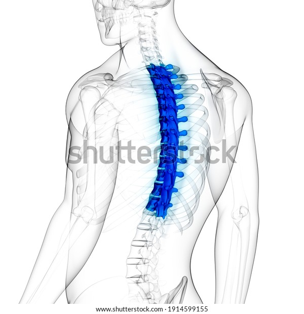 Spinal Cord Vertebral Column Thoracic\
Vertebrae of Human Skeleton System Anatomy.\
3D