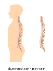 3,073 Spine diagram Images, Stock Photos & Vectors | Shutterstock