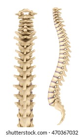 43,086 Spine 3d Images, Stock Photos & Vectors | Shutterstock