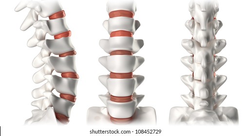 Spine Anatomy Lumbar Region - Lateral, Anterior, Posterior