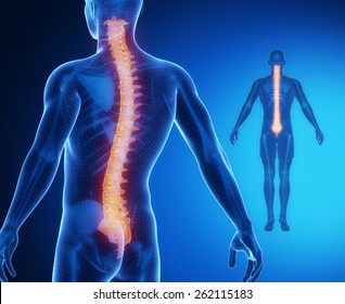 SPINE Bone Anatomy X-ray Scan