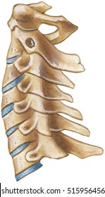 Spine - Cervical Region - lateral view. 