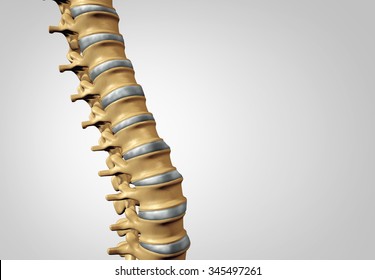 5,363 Intervertebral Discs Images, Stock Photos & Vectors | Shutterstock