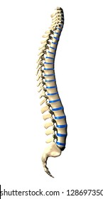 Spine Lateral Side View Stock Illustration 128697350 