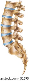 Spine - Lumbar Region - Lateral View