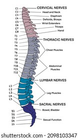 Spine Nerves - Thoracic, Lumbar, Sacral And Cervical