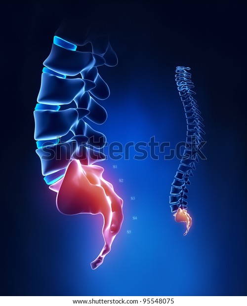 Spine sacral region\
anatomy in x-ray\
blue