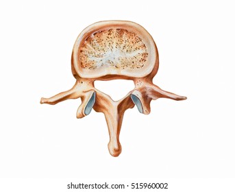 Spine - Second Lumbar Vertebra.