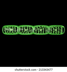 Spirogyra