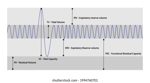 Spirometry Curve Analyses. Illustration Of Spirometry Curves.