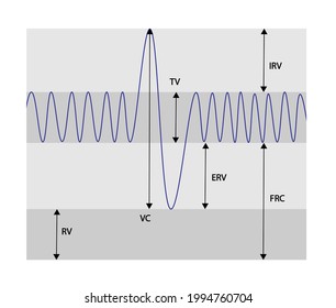 Spirometry Curve Analyses. Illustration Of Spirometry Curves.