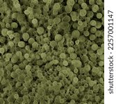 spirulina algae, electron microscope view