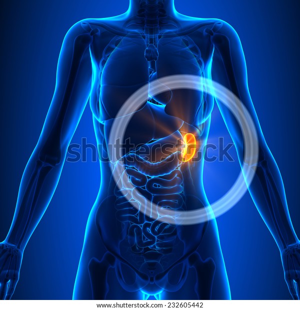 Spleen Female Organs Human Anatomy Stock Illustration 232605442