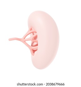 Spleen Internal Organ 3d Illustration