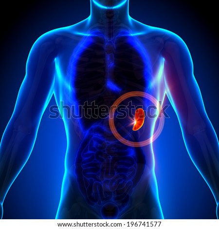 Spleen Male Anatomy Human Organs Stock Illustration 196741577 ...