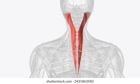 The splenius capitis is a deep muscle of the neck 3d illustration  3d illustration