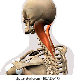 Splenius Capitis Neck Muscle Isolated On Stock Illustration 1814236493 ...