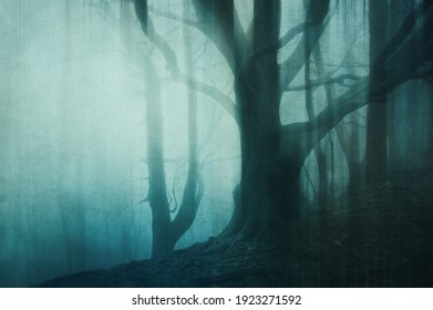 60,411 Misty woodland Images, Stock Photos & Vectors | Shutterstock