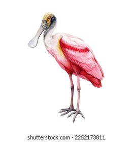 Spoonbill bird watercolor illustration