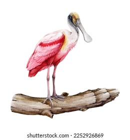 Spoonbill bird watercolor illustration
