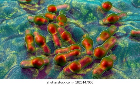 Sporeforming Bacteria Clostridium Causative Agent Tetanus Stock ...