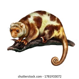 Cuscus Hd Stock Images Shutterstock