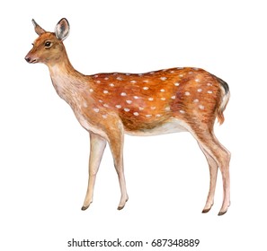 Spotted deer. Female deer isolated on white background. Watercolor. Illustration. Picture. Template