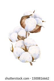 Sprig With Fluffy Cotton Flowers. Watercolor Illustration.