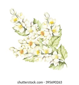 The Sprig Of Jasmine.Watercolor Illustration