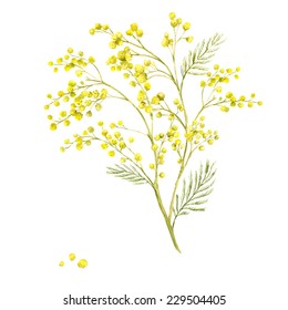 Sprig Of Mimosa, Spring Watercolor Background, Floral Greeting Card