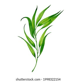 Sprig of tarragon, watercolor illustration  on white background