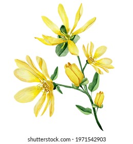 Sprig of watercolor yellow lilies. Template for decorating designs and illustrations.