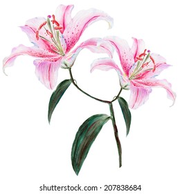 Sprig White Lily, Watercolor 