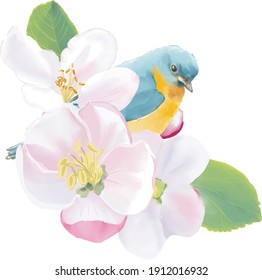 Spring bird in a apple blooming branch. Watercolor illustration. High resolution. 300 dpi