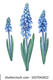 Spring Blue Muscari Blooming Flower. Common Name Is Grape Hyacinth. Watercolor Hand Drawn Painting Illustration Isolated On White Background. 