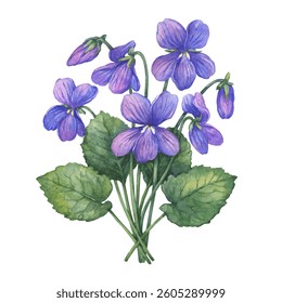 Ramo de primavera con floración púrpura Viola odorata (violeta de madera, dulce, violeta inglés). Ilustración dibujada a mano de la acuarela aislada en un fondo blanco