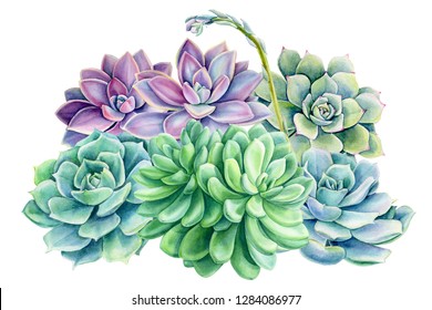 spring bouquet of succulents on an isolated white background, watercolor illustration, botanical painting