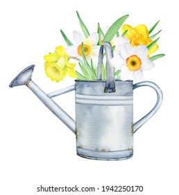 Spring bouquet with white and yellow daffodils flowers in watering can. Watercolor gardening illustration isolated on white background